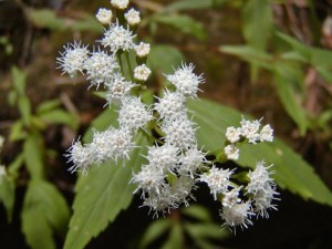 Mistflower ( Ageratina riparia)
