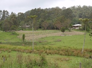 The land slip site revegetated using local native species. Note the white milk carton guards which are proving very cost effective and useful in protecting the seedlings from wallaby predation and chemical overspray.