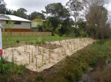 Revegetation of Willow Creek completed